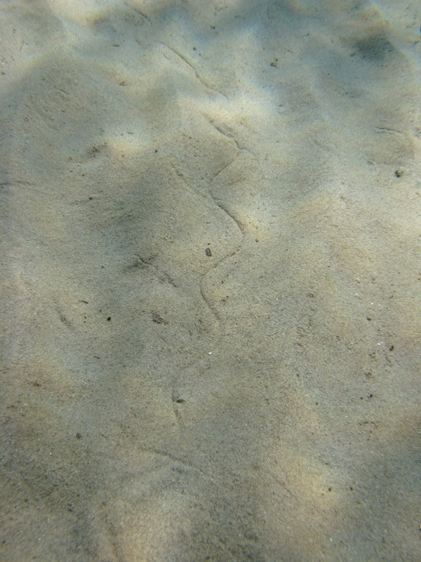 Orme di pesce misterioso sulla sabbia...(Apterichtus caecus)